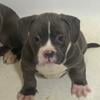 American Bullies Available