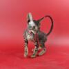 Cornish Rex Kittens TICA & CFA registered  Health Guarantee Family Raised in Virginia