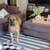 Female Boerboel looking for her forever home