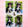 Tri color Bernedoodles