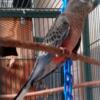 Handfed Bourke's grasskeets