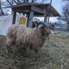 Registered Shetland Ram Lamb