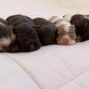 AKC american cocker spaniel puppies