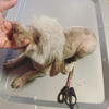 Looking for a home for my toy poodle female 
