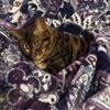Rehome 3 year old female 