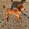 AKC red miniature poodles for stud!