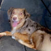 Australian Shepherd two years old Mount Morris, Michigan contact me at 810-317-7564