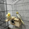 Cockatiel