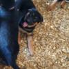 AKC German Shepherd puppies, male and female.