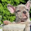 $3,300 Blue Merle Quito - beautiful French Bulldog puppy for sale.