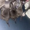 Blu Gator pitbull puppies for sale