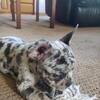 French Bulldog puppy - Bella