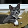 Male kitten neutered and shots