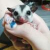 Male Sugar Glider Joey for Rehoming