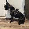 17 month old Boston Terrier Full Breed