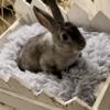 Sweet Bunny/Velvet Coat Rex Rabbit