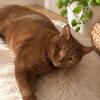 Declawed Purebred Cinnamon British Short Hair