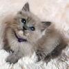 Adorable Sweet TICA Blue Mitted Sepia Cherubim Ragdoll Kitten DNA Health Tested