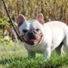 French Bulldog Stud