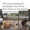 Chow chow dogs need new family to love