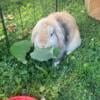 Amazing Color Holland Lop Bunny