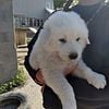 Great Pyrenees/Maremma  puppies