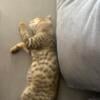 1 femal Egyptian mau 1 month old