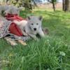 Labrador/Husky puppies eager to find new homes