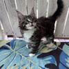 Maine Coon baby dolls