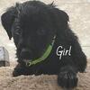 Labradoodle puppies