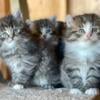 poly Maine Coon kittens due spring 24