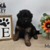 AKC, health tested, titled parents puppies