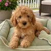 Mini Goldendoodles