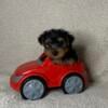 Sweet adorable teacup Yorkies, black and gold