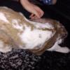 Beautiful female English lop