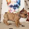 Upper Level Frenchies - Frenchie Puppies