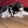 Male 8wk husky for sale