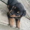 German Rottweiler Puppy  Male