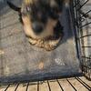 Airedale puppies
