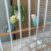 Parakeets free 2 male's and one female