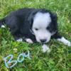 Mini Australian Shepherd Puppies