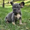 French Bulldog Pups isabella fluffy