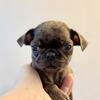 Male Merle Ready for New Home