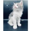 Leoninus Maine Coon Kittens www.LeoninusCattery.com