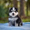 FLUFFY MINI HUSKY AKA POMSKY BOY 4 OF 4
