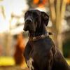 AKC registered Great Dane puppies! 