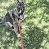 German Shepherd needs a good home!