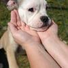 English bulldog mixed 