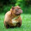 Crownline pups