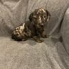 Miniature dachshund 